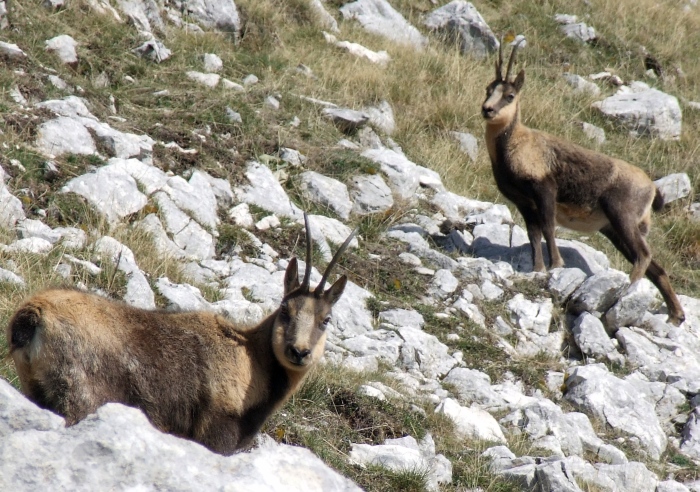 Camoscio d''Abruzzo Rupicapra pyrenaica ornata